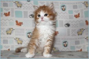 Male Siberian Kitten from Deedlebug Siberians 